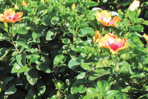 Цветочный кустарник для клумбы - Hibiscus Bush Fiesta - K&M Nursery - смесь цветов