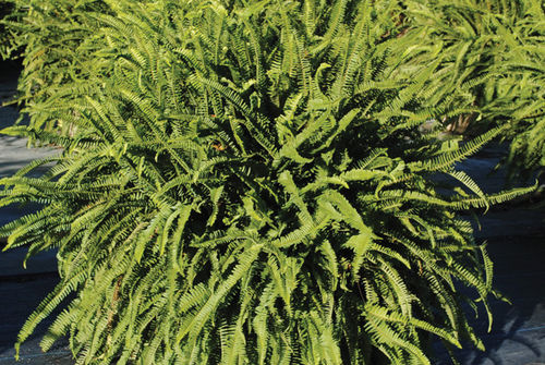 Многолетнее зеленое растение - Kimberly Queen Fern - K&M Nursery - для сада