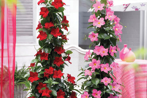 Многолетнее цветочное растение - Mandevilla - K&M Nursery - розовое / красное / для горшков