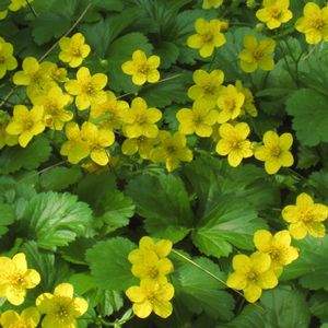 Многолетнее цветочное растение - Geum fragarioides - North Creek Nurseries Inc - желтое / для сада / для клумбы