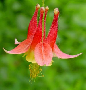 Многолетнее цветочное растение - Aquilegia canadensis 'Little Lanterns' - North Creek Nurseries Inc - красное / желтое / для сада