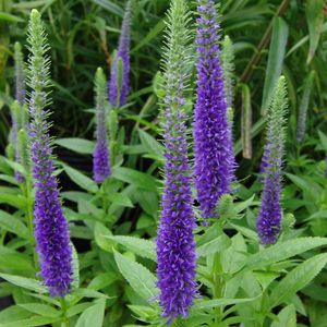 Многолетнее цветочное растение - Veronica spicata 'Glory' Royal Candles - North Creek Nurseries Inc - синее / фиолетовое / для сада