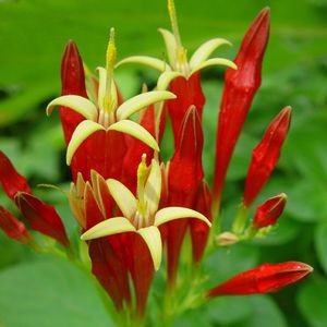 Многолетнее цветочное растение - Spigelia marilandica - North Creek Nurseries Inc - красное / для сада / для клумбы