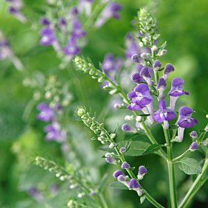 Многолетнее цветочное растение - Scutellaria incana - North Creek Nurseries Inc - синее / фиолетовое / для клумбы