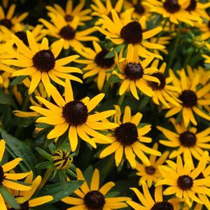 Многолетнее цветочное растение - Rudbeckia fulgida var. sullivantii 'Little Goldstar' - North Creek Nurseries Inc - желтое / для среза / для клумбы