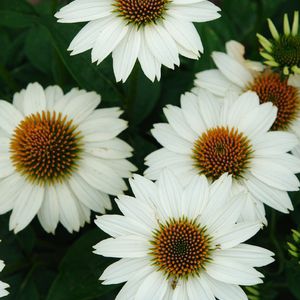 Многолетнее цветочное растение - Echinacea purpurea PowWow® White - North Creek Nurseries Inc - белое / для среза / для клумбы