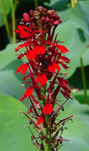 Многолетнее цветочное растение - Lobelia cardinalis - North Creek Nurseries Inc - красное / для среза / устойчивое к оленям