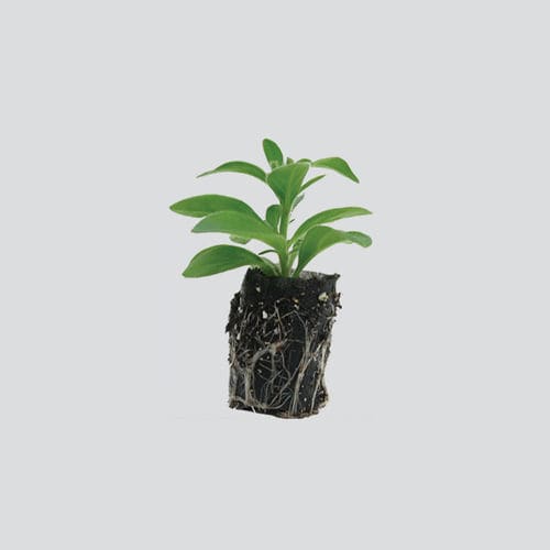 Субстрат растений торф - FERTISS® - OASIS Grower Solutions - перлит / вермикулит / пробка