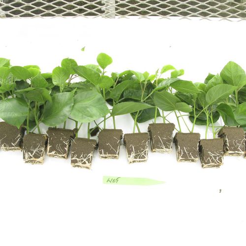 Субстрат растений торф - Rootcubes® - OASIS Grower Solutions - пробка / стерильный