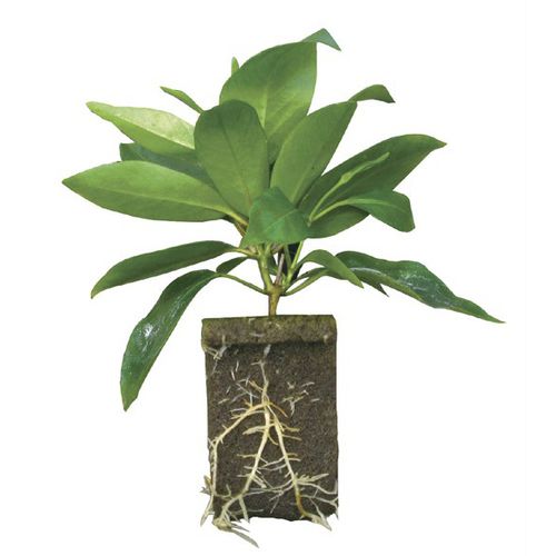 Субстрат растений почва для горшечных культур - Rootcubes® Wedge® - OASIS Grower Solutions - пробка / волокнистый