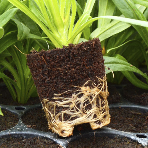Субстрат растений почва для горшечных культур - TERRA PLUG - OASIS Grower Solutions - пробка / блоки земли