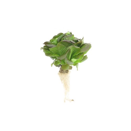 Субстрат растений минеральная вата -  HORTICUBES® eS - OASIS Grower Solutions - пробка