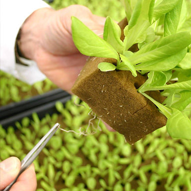 Субстрат растений кокосовый торф -  HORTICUBES® XL - OASIS Grower Solutions - блоки земли / тонкий / стерильный