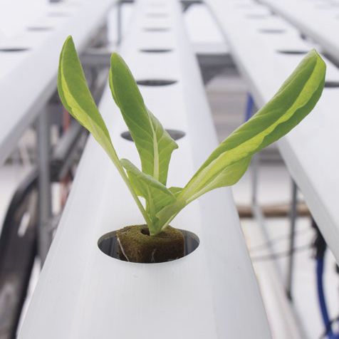 Субстрат растений торф -  Horticubes® - OASIS Grower Solutions - пробка / стерильный