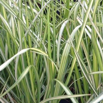 Многолетнее зеленое растение - Calamagrostis x acutiflora Eldorado - Pacific Plug & Liner - для сада