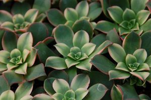Многолетнее жирные растения - Aeonium 'Kiwi' - Peace Tree Farm - для горшков / для сада / для клумбы