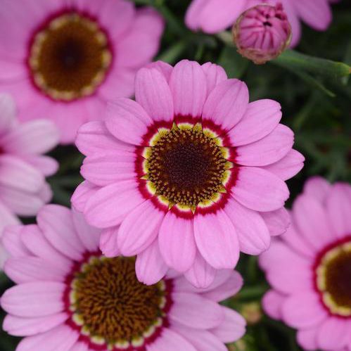 Многолетнее цветочное растение - argyranthemum intergeneric 'Grandessa Series' - Peace Tree Farm - розовое / красное / для клумбы