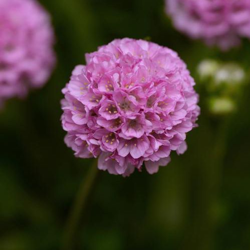Годовое цветочное растение - Armeria pseudarmeria 'Dreameria' - Peace Tree Farm - розовое / для горшков / для клумбы