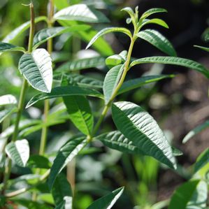 Многолетнее зеленое растение - Aloysia triphylla 'Lippia citriodora' - Peace Tree Farm - для горшков