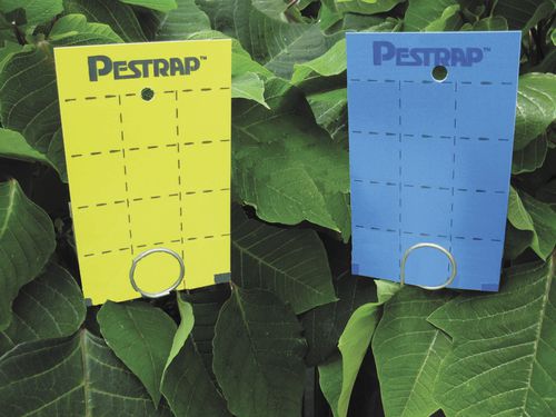 Ловушка для насекомых - Pestrap™ Mini - Phytotronics Inc - для клея / для культуры