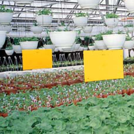 Ловушка для насекомых - Pestrap™ Jumbo - Phytotronics Inc - для культуры