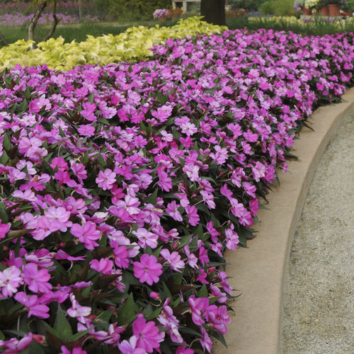Годовое цветочное растение - SUNPATIENS® COMPACT - Sakata Seed America Inc - розовое / белое / фиолетовое