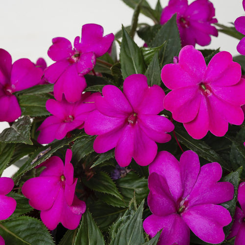 Годовое цветочное растение - SUNPATIENS® VIGOROUS - Sakata Seed America Inc - красное / белое / розовое