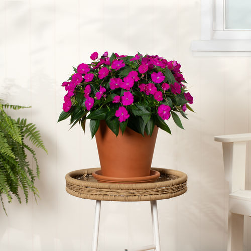Годовое цветочное растение - SunPatiens® Petite - Sakata Seed America Inc - красное / розовое / оранжевое