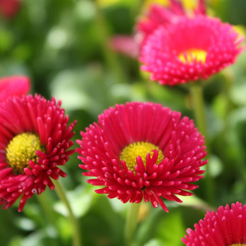 Многолетнее цветочное растение - Galaxy - Sakata Seed America Inc - годовое / красное / белое