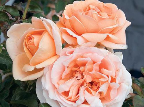 Оранжевое цветочное растение - Abbaye de Cluny™ - Star® Roses and Plants - для горшков / ароматизированное / гибридное