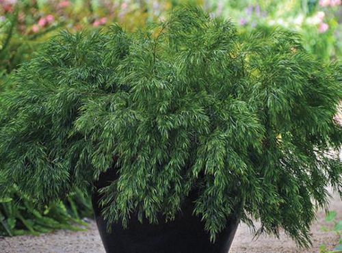 Кустарник для горшков - Acacia Cousin Itt - Star® Roses and Plants