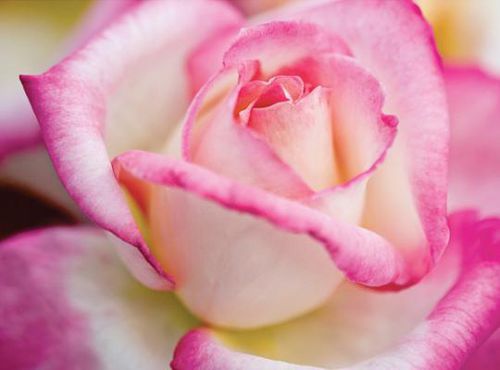 Розовое цветочное растение - California Dreamin'™ - Star® Roses and Plants - белое / для среза / для горшков