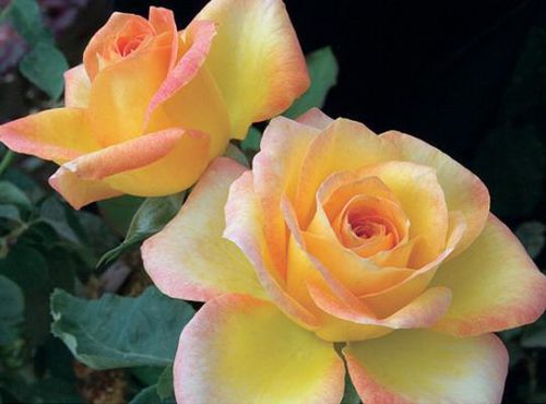 Розовое цветочное растение - Gold Medal® - Star® Roses and Plants - желтое / для среза / для сада
