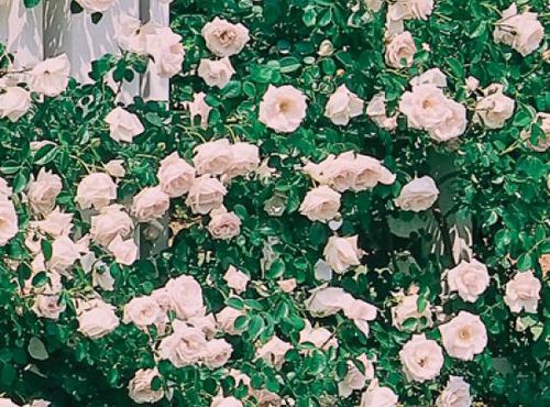 Розовое цветочное растение - New Dawn - Star® Roses and Plants - вьющееся растение / ароматизированное / гибридное