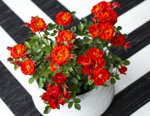 Красное цветочное растение - Sunblaze® Autumn - Star® Roses and Plants - оранжевое / для горшков / ароматизированное