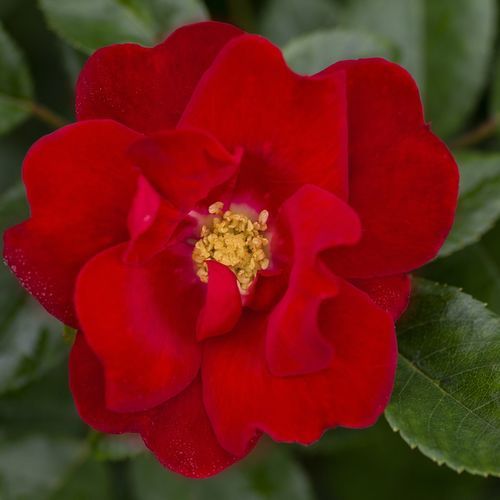 Красное цветочное растение - Brick House® - Star® Roses and Plants - для сада / ароматизированное / гибридное