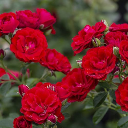 Красное цветочное растение - Cherry Frost™ - Star® Roses and Plants - вьющееся растение / гибридное