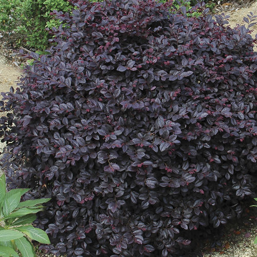 Цветочный кустарник для клумбы - Cerise Charm™ Loropetalum - Star® Roses and Plants - с красными цветами