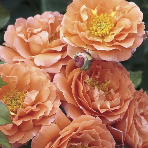 Оранжевое цветочное растение - Adobe Sunrise™ - Star® Roses and Plants - для сада / ароматизированное