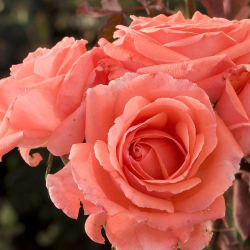 Розовое цветочное растение - America™ - Star® Roses and Plants - вьющееся растение / для среза / ароматизированное