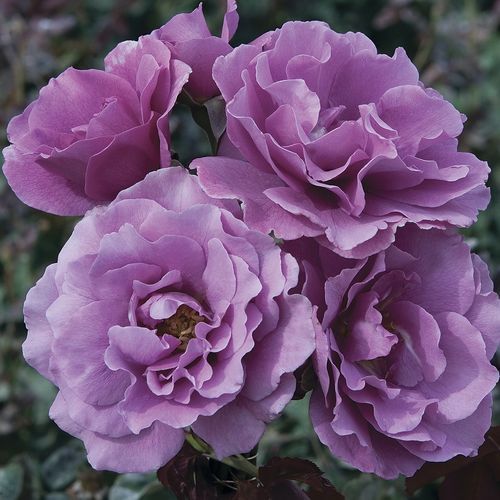 Фиолетовое цветочное растение - Angel Face - Star® Roses and Plants - для сада / ароматизированное