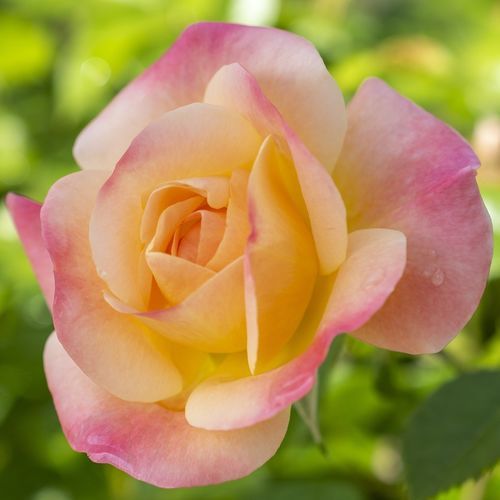 Розовое цветочное растение - Bright & Shiny™ - Star® Roses and Plants - желтое / для сада / для привлечения бабочек