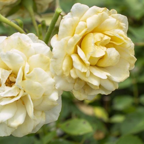 Желтое цветочное растение - Buttercream Drift® - Star® Roses and Plants - для среза / для привлечения бабочек