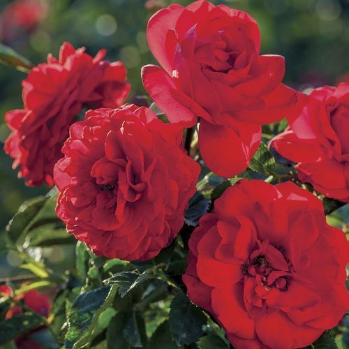 Красное цветочное растение - Canyon Road™ - Star® Roses and Plants - для сада