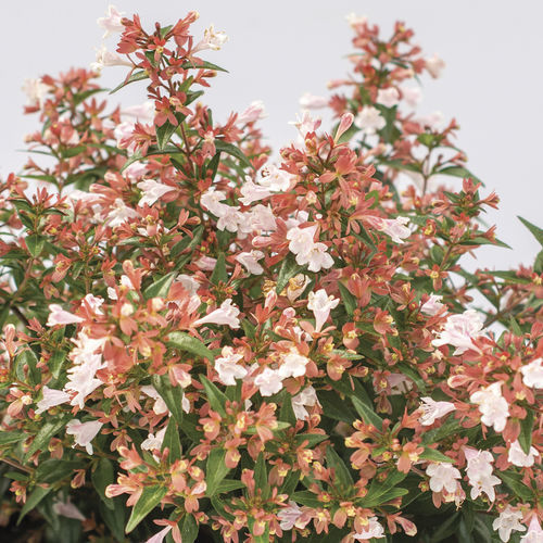Цветочный кустарник для горшков - Raspberry Perfection™ Abelia - Star® Roses and Plants - с розовыми цветами