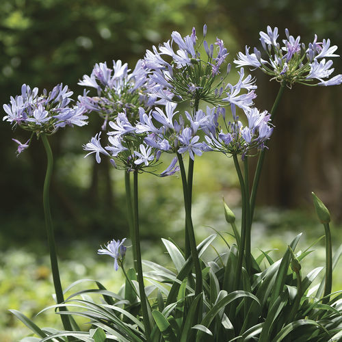 Цветочный кустарник для клумбы - Straight A® ‘Barley Blue’ Agapanthus - Star® Roses and Plants - с голубыми цветами