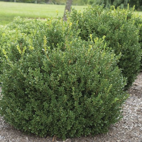 Кустарник для изгороди - Buxus ‘Little Missy’ - Star® Roses and Plants