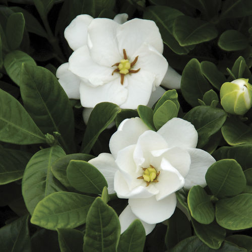 Цветочный кустарник для горшков - Gardenia ‘Buttons’ - Star® Roses and Plants - с белыми цветами