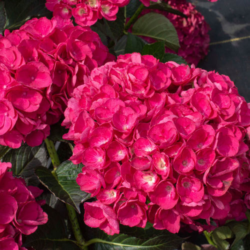 Цветочный кустарник для горшков - Akadama® Hydrangea - Star® Roses and Plants - с розовыми цветами