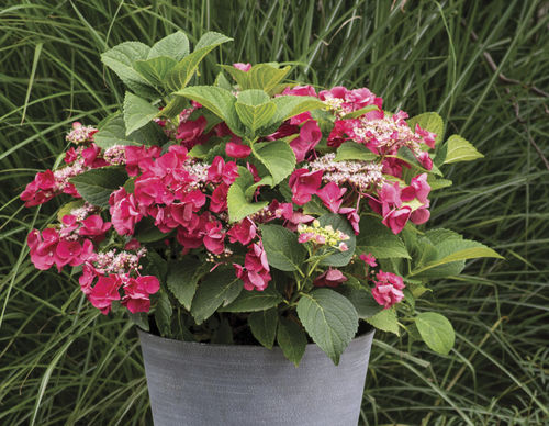 Цветочный кустарник для горшков - Cherry Explosion™ Hydrangea - Star® Roses and Plants - с красными цветами